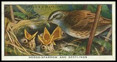 32OCN 25 Hedge Sparrow and Nestlings.jpg